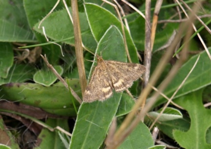 Pyrausta despicata