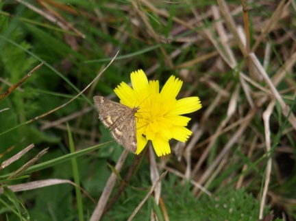 Pyrausta despicata