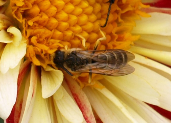 Halictus scabiosae