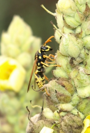 Polistes dominula (femelle)