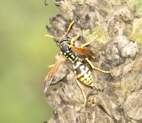 Polistes dominula (femelle)
