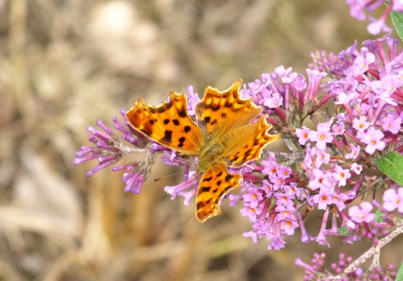 Polygonia c-album