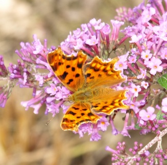 Polygonia c-album