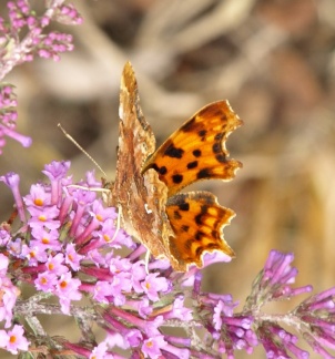 Polygonia c-album
