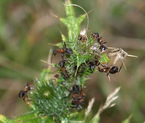 Formica rufa