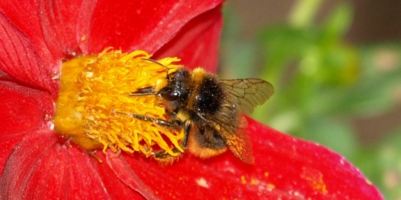 Bombus sp.