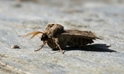 Agrotis bigramma