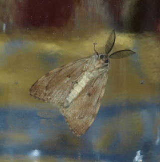 Lymantria dispar