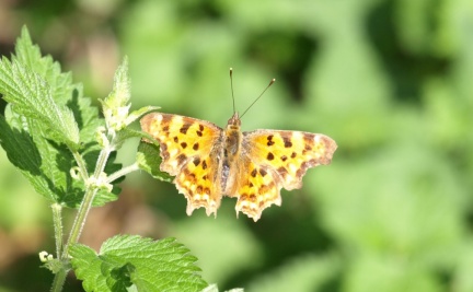 Polygonia c-album