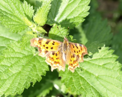 Polygonia c-album