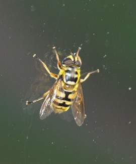 Myathropa florea
