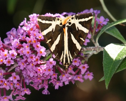 Euplagia quadripunctaria