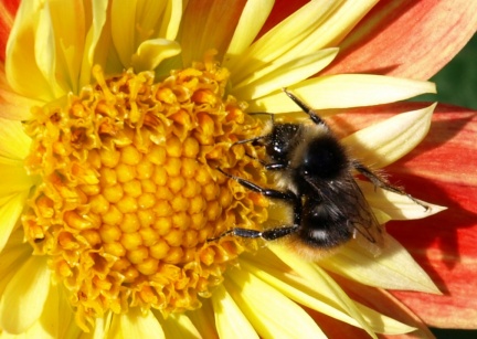 Bombus sp.