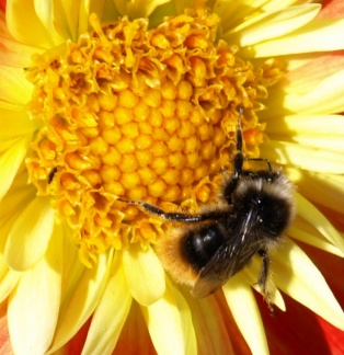 Bombus sp.