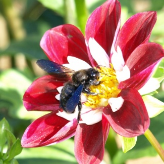 Xylocopa violacea (mâle)