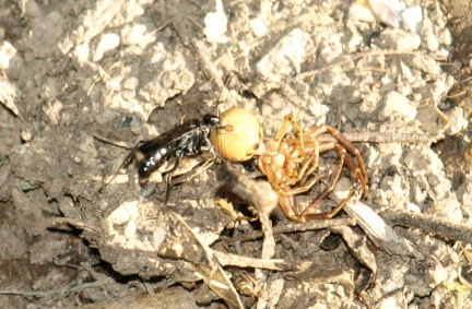 Dipogon sp.