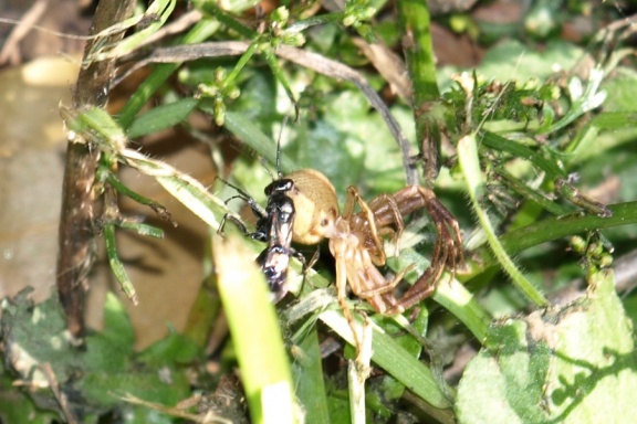 Dipogon sp.