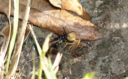 Dipogon sp.