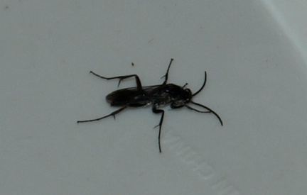 Agenioideus apicalis (mâle)