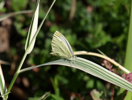 Pieris napi