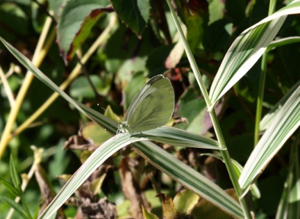 Pieris napi