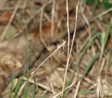 Sympecma fusca (mâle)