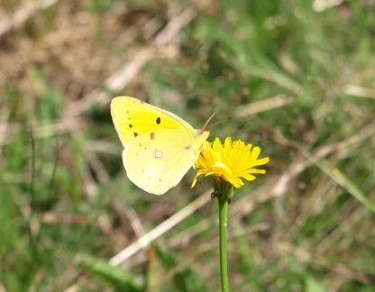 Colias croceus