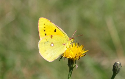 Colias croceus