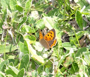 Lycaena phlaeas