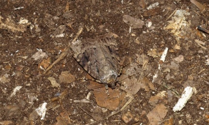 Amphipyra pyramidea