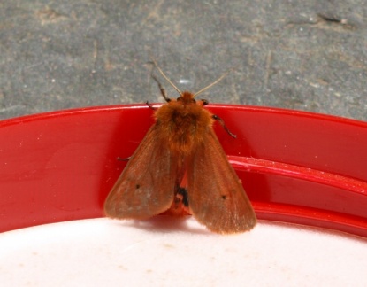 Phragmatobia fuliginosa