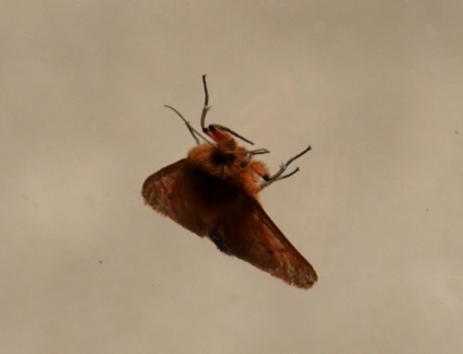 Phragmatobia fuliginosa