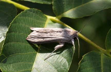 Cucullia umbratica