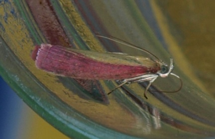 Oncocera semirubella