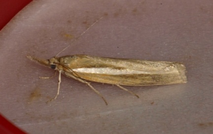Agriphila tristella