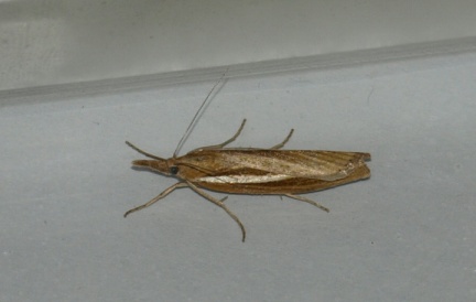 Agriphila tristella
