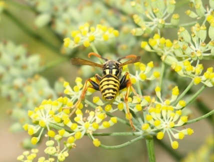 Polistes dominula (mâle)