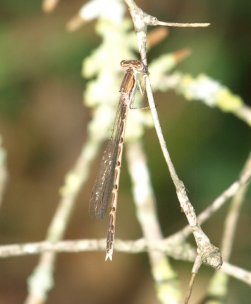 Sympecma fusca (mâle)