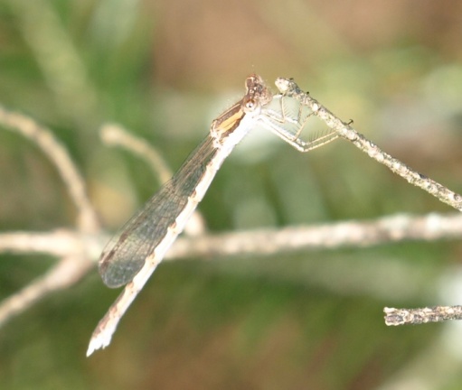 Sympecma fusca (mâle)
