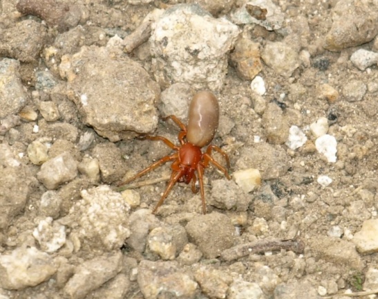 Dysdera sp