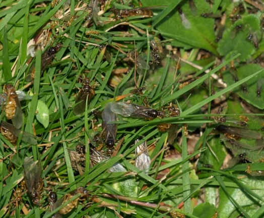 Lasius sp. (flavus ou myops)