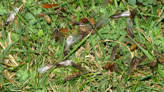 Lasius sp. (flavus ou myops)