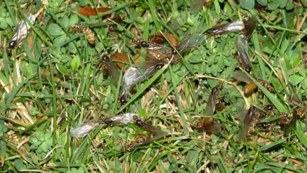Lasius sp. (flavus ou myops)