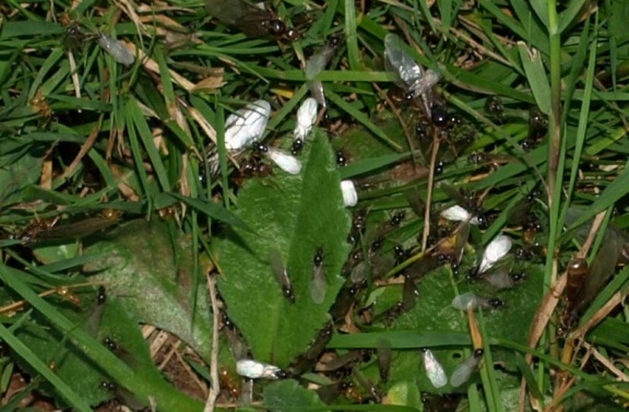 Lasius sp. (flavus ou myops)