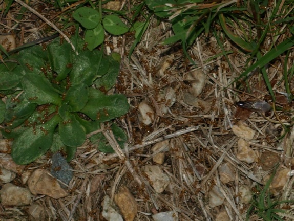 Lasius sp. (flavus ou myops)