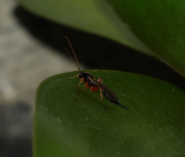 Apechthis compunctor (femelle)