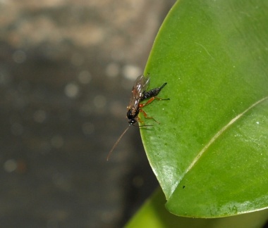Apechthis compunctor (femelle)