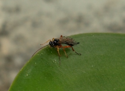 Apechthis compunctor (femelle)