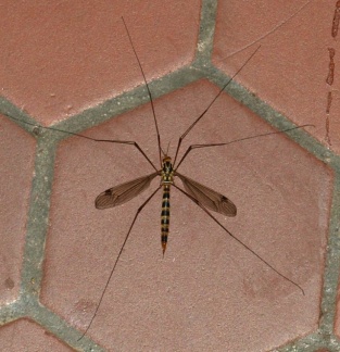 Nephrotoma flavipalpis