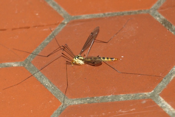 Nephrotoma flavipalpis